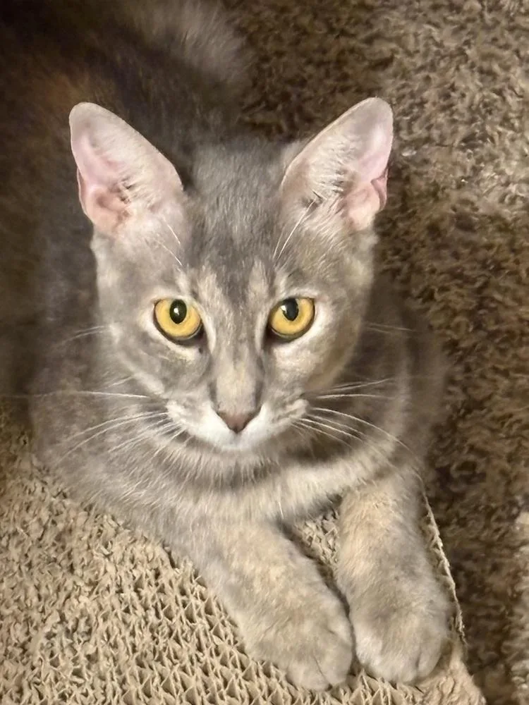 A young medium-sized female Domestic Short Hair cat named Queen Esther for adoption in Dallas, TX