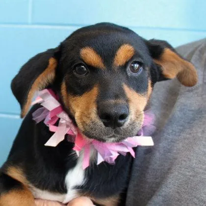 A young medium-sized female Black Mixed Breed dog named Fleeble for adoption in Lansing, MI