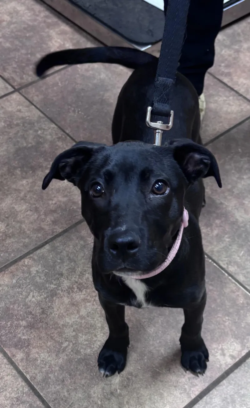 A baby medium-sized female Black Labrador Retriever dog named Daisy Grace for adoption in Watertown, CT