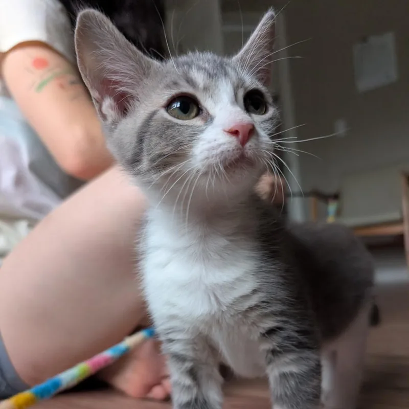 A baby small-sized male White Domestic Medium Hair cat named Chakotay for adoption in Lexington, KY