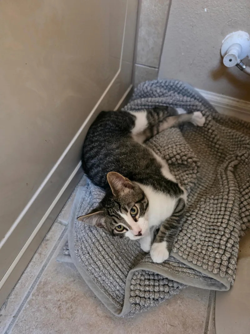A baby medium-sized male Tabby (Brown / Chocolate) Domestic Short Hair cat named Freddy for adoption in Maitland, FL
