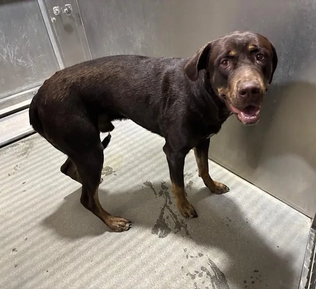 An adult medium-sized male Siberian Husky dog named Leonard for adoption in Lancaster, CA