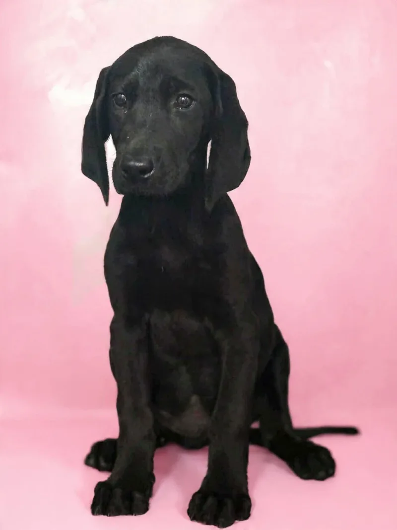Onyx
