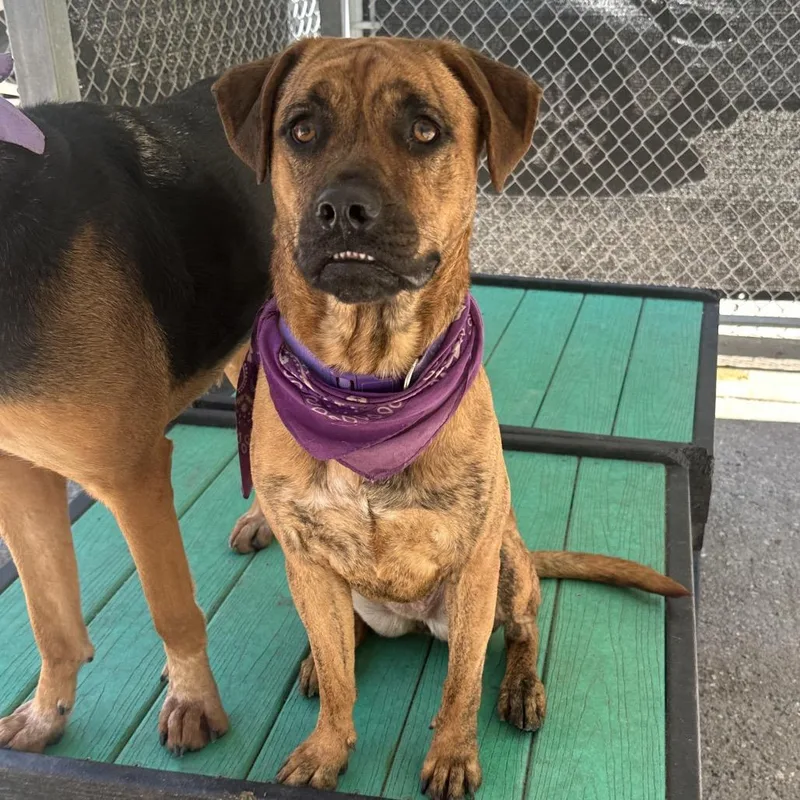 An adult medium-sized female Brown / Chocolate Mixed Breed dog named Cannoli for adoption in Charleston, WV