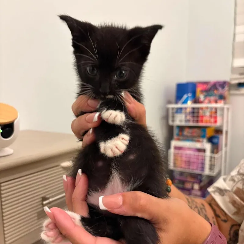 A baby small-sized male Black Domestic Short Hair cat named Pepper for adoption in Tampa, FL