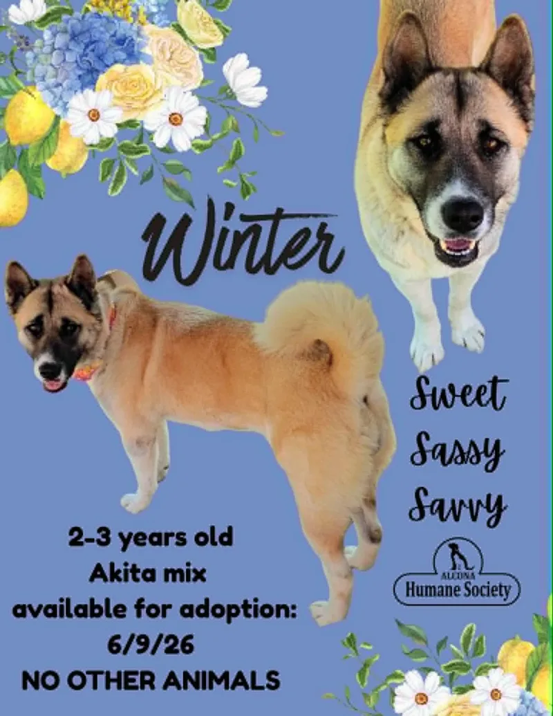 A young large-sized female Akita dog named Winter for adoption in Lincoln, MI