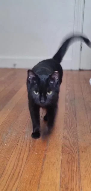 A young medium-sized female Domestic Short Hair cat named Cocoa Biscuit for adoption in Pawtucket, RI