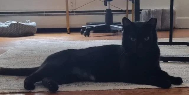 Cocoa Biscuit thumbnail 2