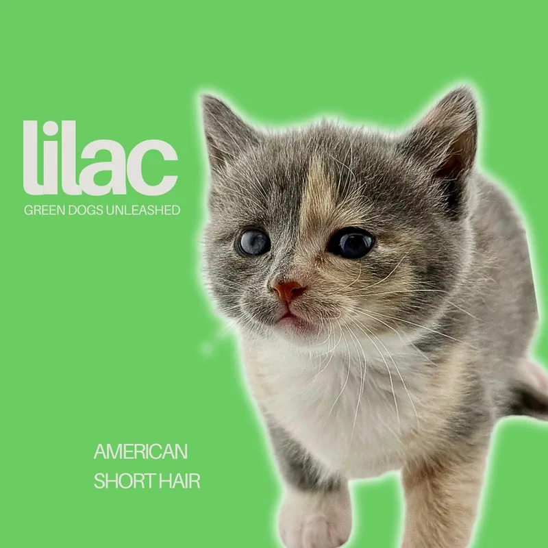 Lilac thumbnail 4