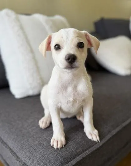 Lillipup