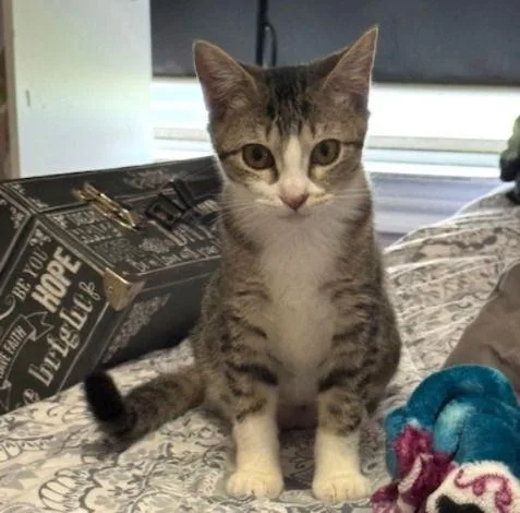 Minu Bondedtokimchi thumbnail 3