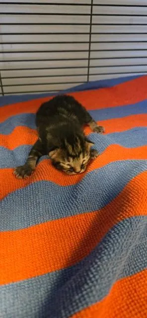 A baby small-sized male Domestic Short Hair cat named Muffin for adoption in Rancho Cucamonga, CA