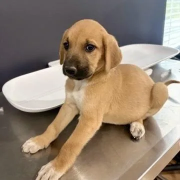 A baby medium-sized female Yellow / Tan / Blond / Fawn Black Mouth Cur dog named Olivia for adoption in Livingston, TX