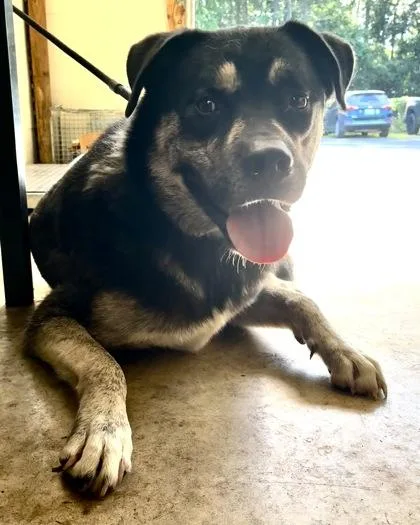 An adult extra large-sized male Rottweiler dog named Charles for adoption in Gainesville, FL