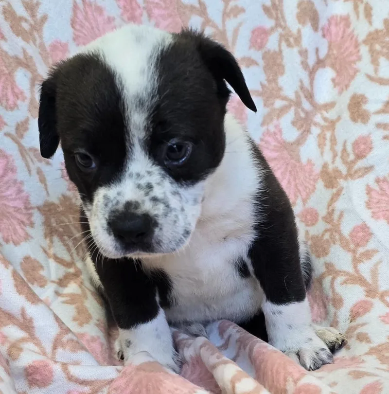 Butterfly thumbnail 2