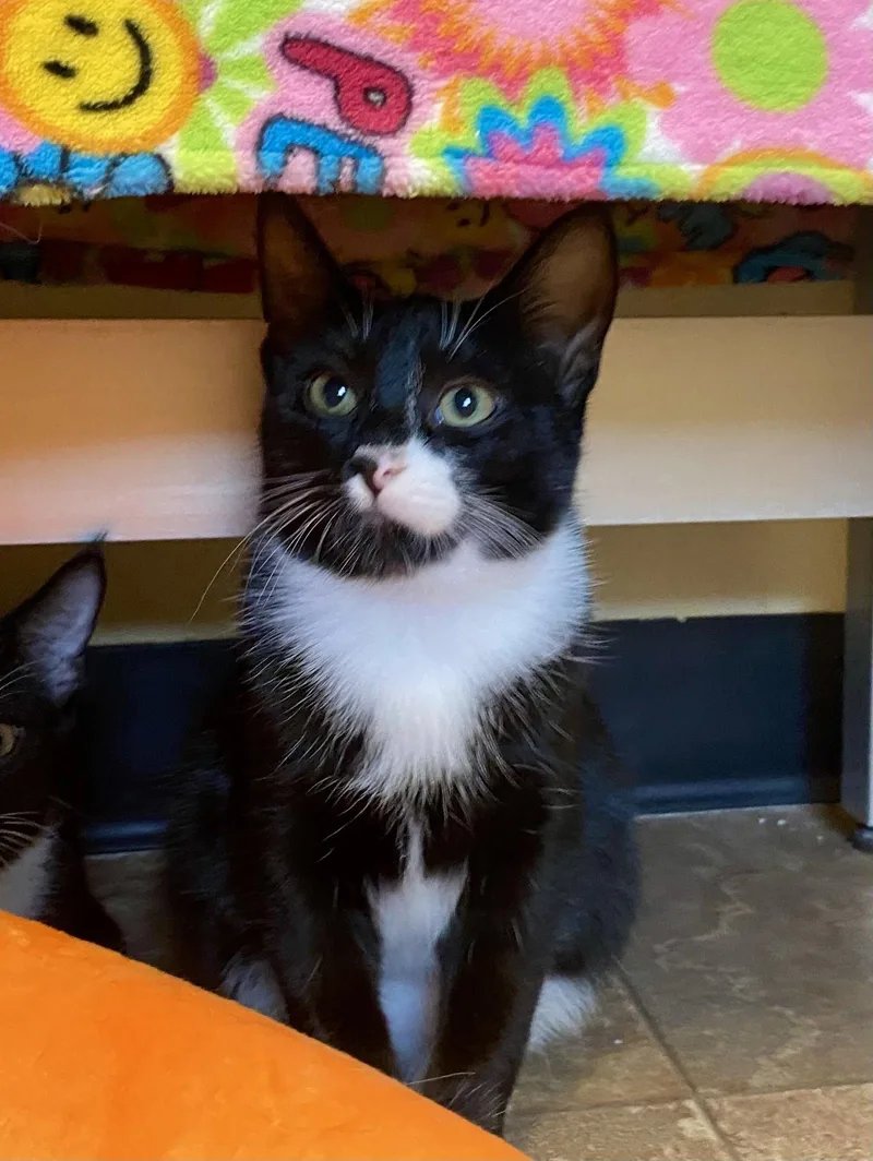 A young medium-sized female Domestic Short Hair cat named Elaine for adoption in Fargo, ND