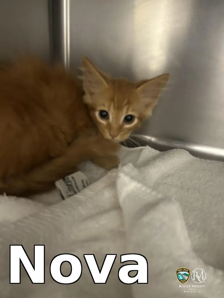 Nova