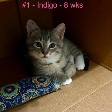 A baby small-sized male Gray / Blue / Silver Domestic Short Hair cat named Indigo for adoption in Pittsburg, KS