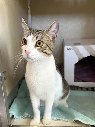 An adult small-sized male Domestic Short Hair cat named Cinna for adoption in Honolulu, HI
