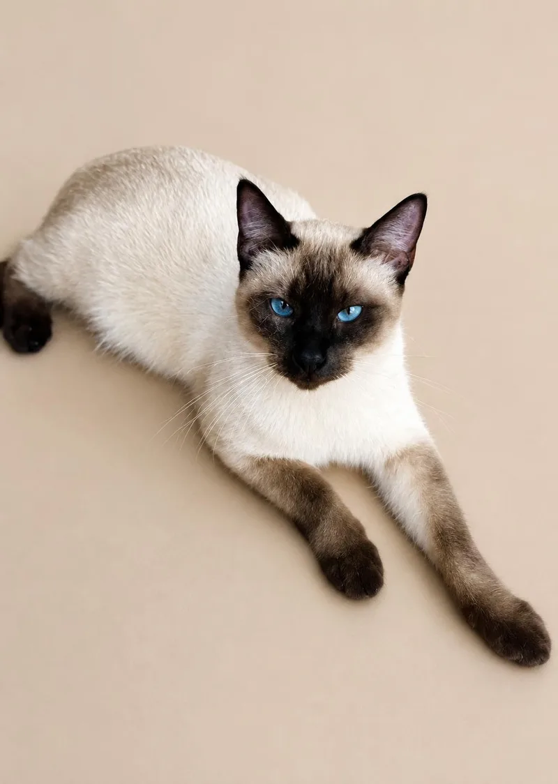 Kahlua