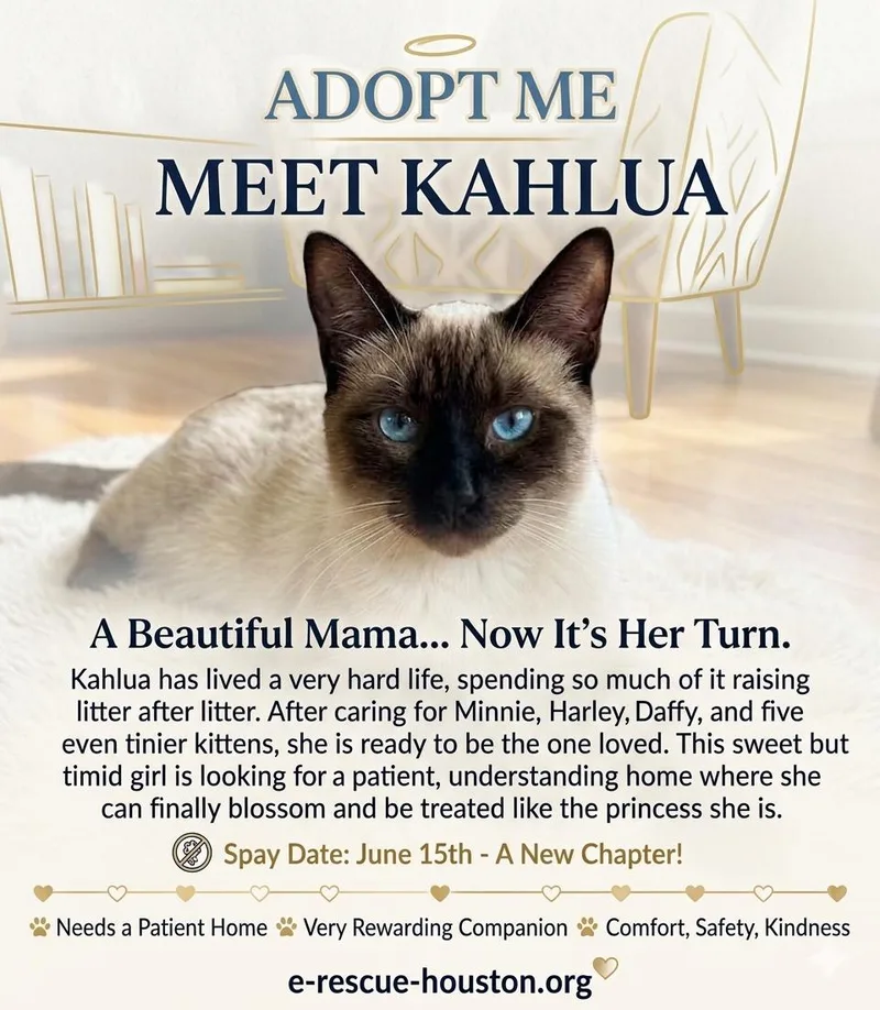 Kahlua thumbnail 4