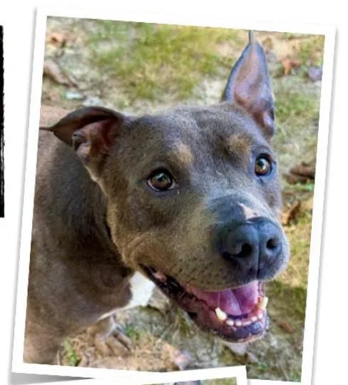 A young medium-sized male American Staffordshire Terrier dog named Cooper for adoption in Indian Mound, TN