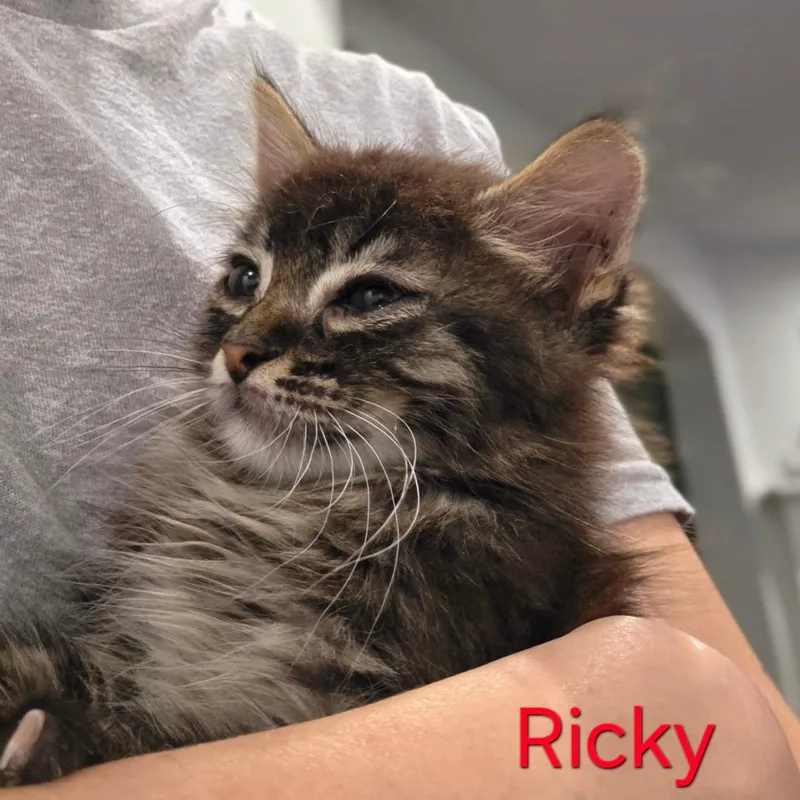 A baby small-sized male Brown / Chocolate Domestic Long Hair cat named Ricky for adoption in Fort Worth, TX
