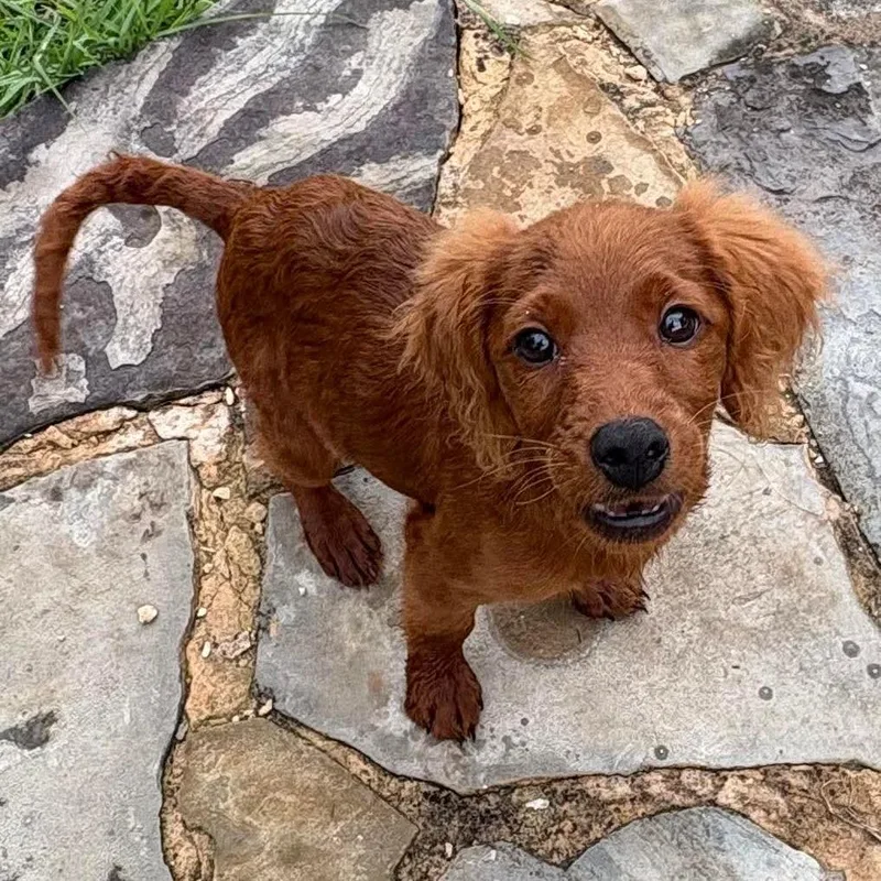 A baby medium-sized female Red / Chestnut / Orange Golden Retriever dog named Scout Elizabeth for adoption in Houston, TX