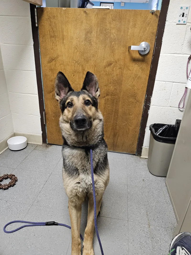 An adult medium-sized female German Shepherd Dog dog named Klara for adoption in Teterboro, NJ