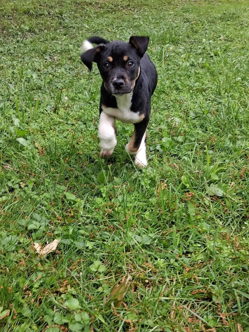 A baby medium-sized female Labrador Retriever dog named Tala for adoption in Germantown, OH