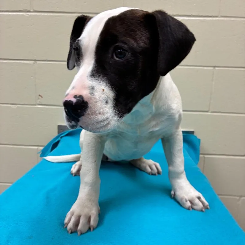 Hunny Bunny thumbnail 3