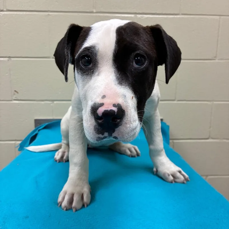 Hunny Bunny thumbnail 6