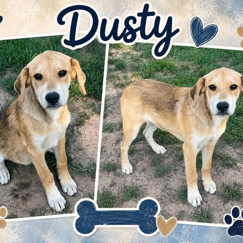 Dusty