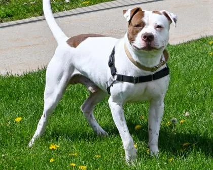 An adult large-sized male Mixed Breed dog named Laramie for adoption in West Seneca, NY