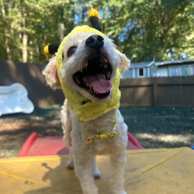 An adult small-sized male White / Cream Mixed Breed dog named Hot Pocket for adoption in Decatur, GA