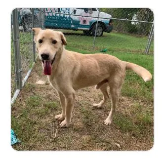 A young medium-sized male Shepherd dog named Troy for adoption in Boulder, CO