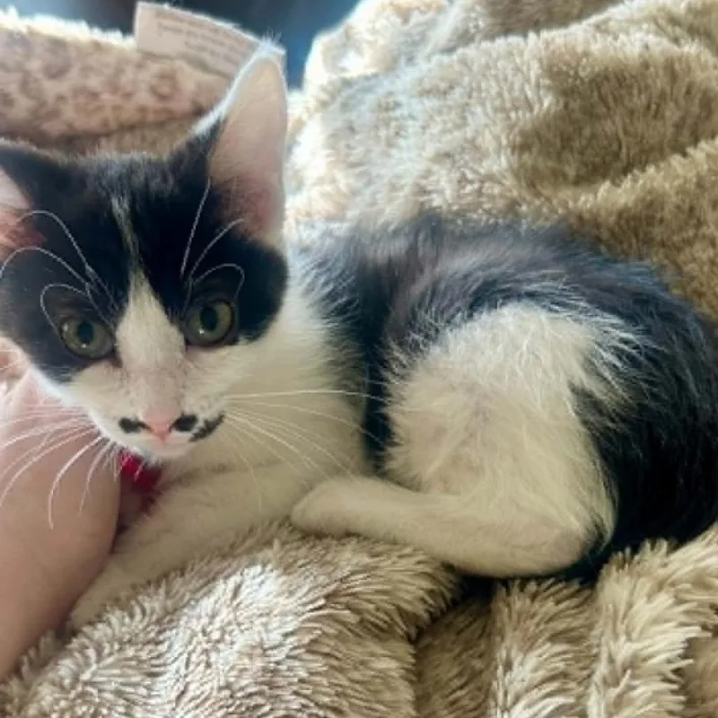 A baby small-sized female Black Domestic Short Hair cat named Helga LaGiglia for adoption in Eagle Mountain, UT