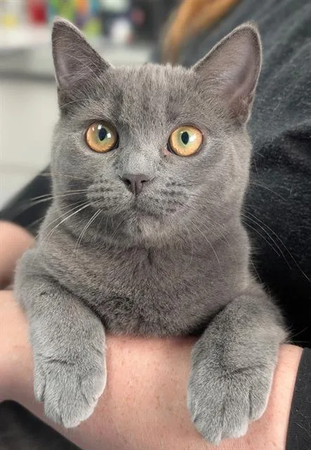 A baby small-sized female Domestic Short Hair cat named Daphne for adoption in Canfield, OH