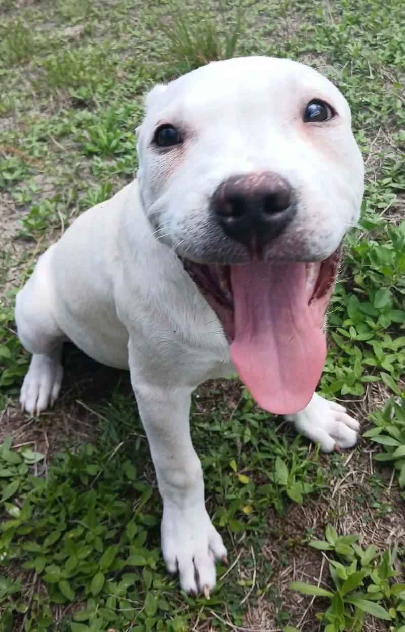 Gigi