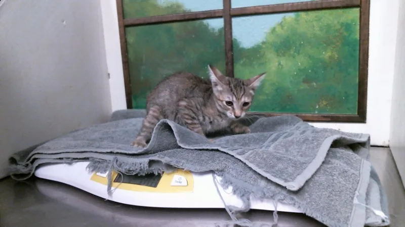 A baby small-sized female Domestic Short Hair cat named Cupcake for adoption in Houston, TX