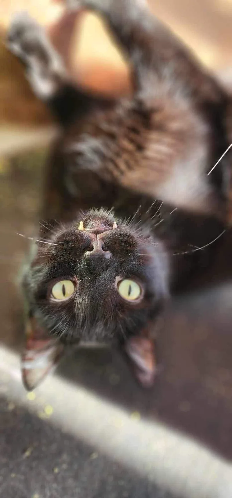 A senior medium-sized male Black Domestic Short Hair cat named Roy for adoption in Stoughton, WI