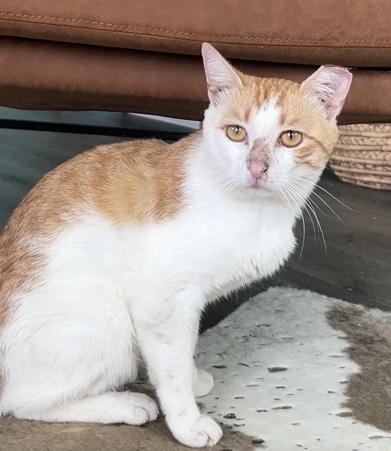 An adult medium-sized male Orange & White American Shorthair cat named Vincent for adoption in Houston, TX