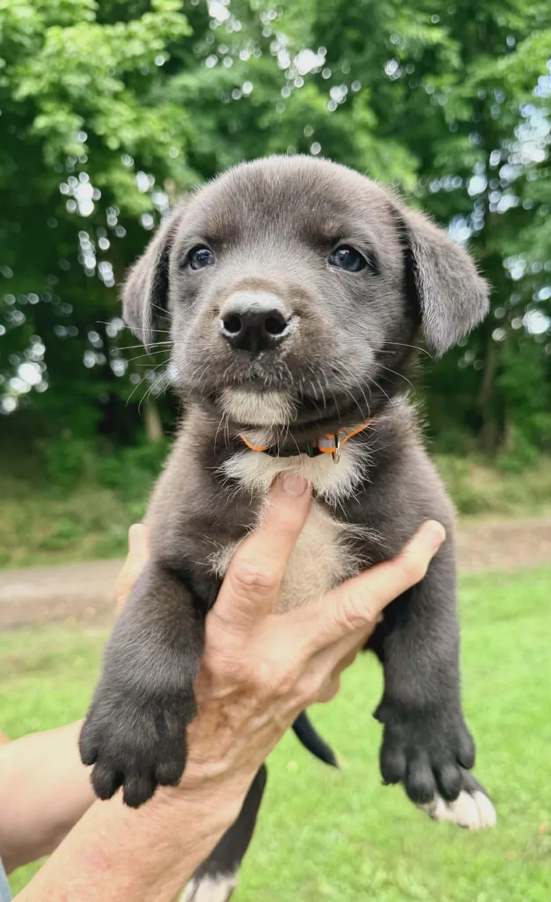 A baby medium-sized male Black Labrador Retriever dog named Topaz Sparkly for adoption in Andover, MA