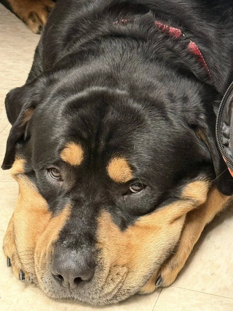 An adult large-sized male Black Rottweiler dog named Georgie for adoption in Potsdam, NY