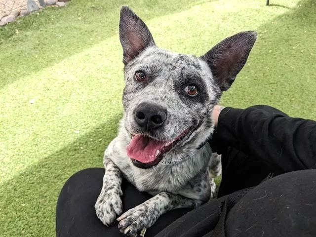 An adult large-sized male Australian Cattle Dog / Blue Heeler dog named Cactus for adoption in Phoenix, AZ
