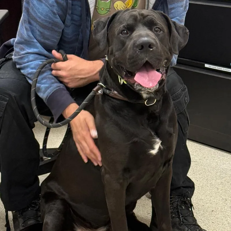An adult large-sized male Black Mixed Breed dog named Murphy for adoption in Jacksonville, FL