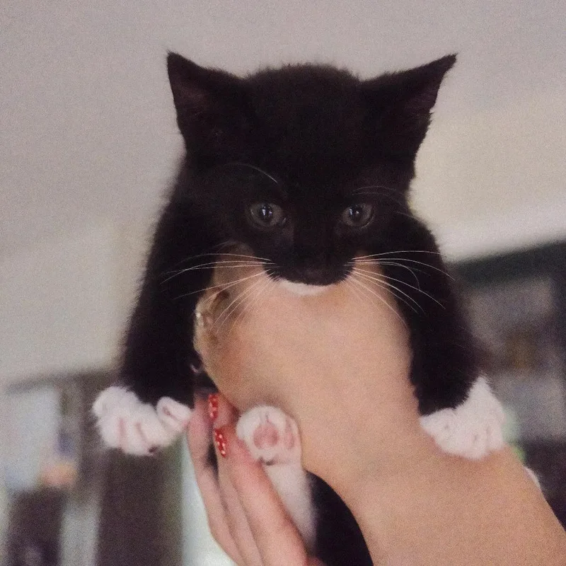 Balu thumbnail 3