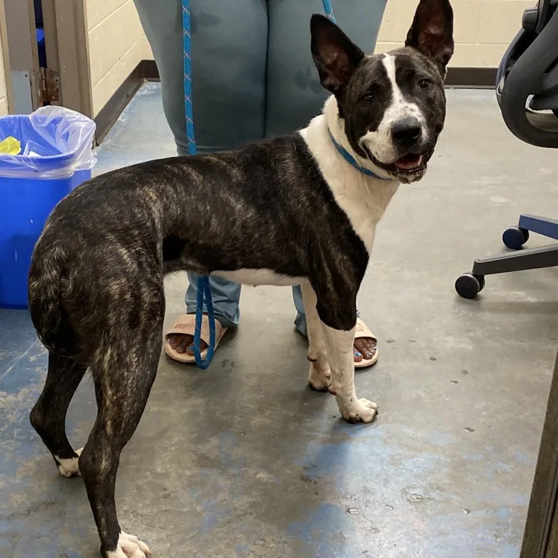 A young medium-sized female Brindle Mixed Breed dog named Koda for adoption in Memphis, TN