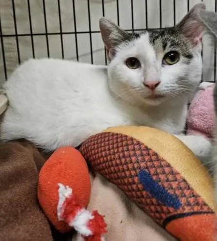 A young medium-sized female White Domestic Short Hair cat named Fresca for adoption in Milwaukee, WI