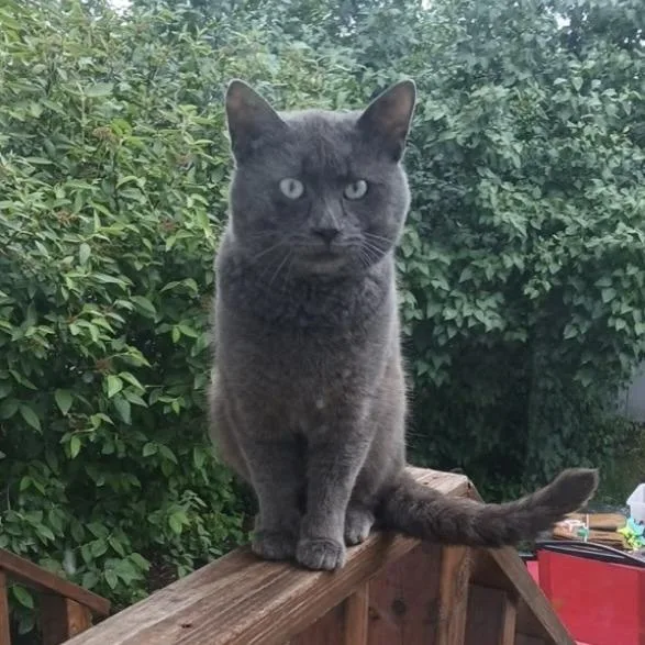An adult medium-sized male Gray / Blue / Silver Domestic Short Hair cat named Casserole for adoption in Normal, IL